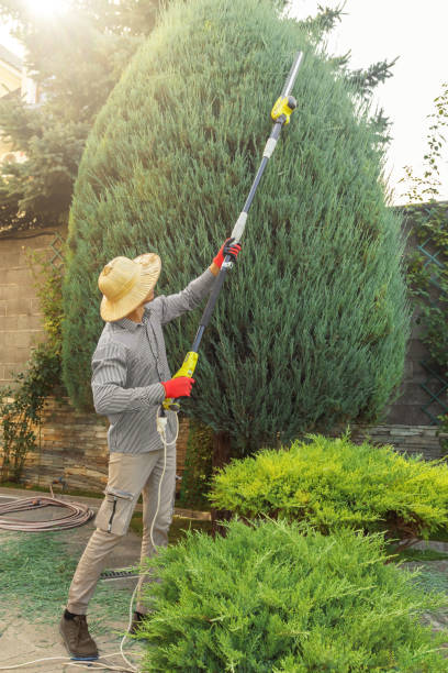 Reliable Golden Meadow, LA Tree Removal Solutions